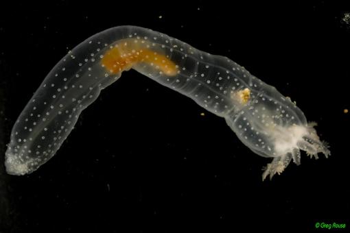 chirodotid sea cucumber