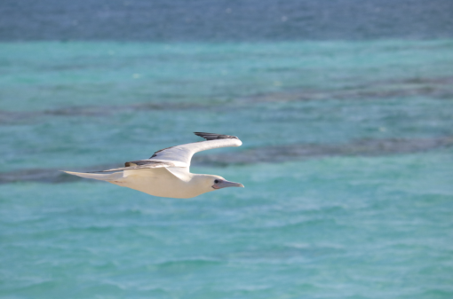 Red-footed Booby