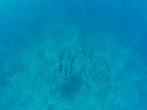 spinner dolphins