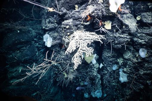 Deep sea corals and sponges hang on a cliffwall in Kingman Reef