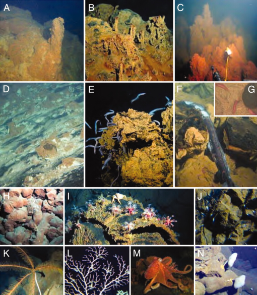 Vailulu’u Seamount, Samoa: Life and death on an active submarine volcano. Proceedings of the National Academy of Sciences 103(17): 6448-6453. https://doi.org/10.1073/pnas.0600830103. Photographs taken by the Hawaii Undersea Research Laboratory Pisces V submersible. 