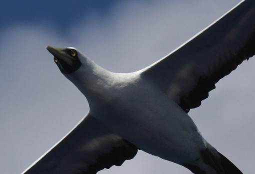 Masked booby