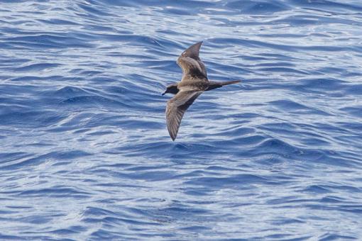 Bulwer's Petrel