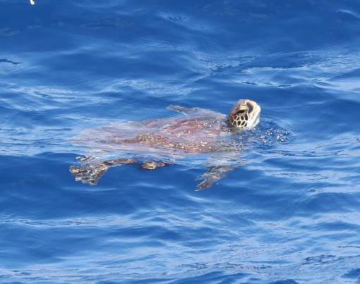 Green sea turtle