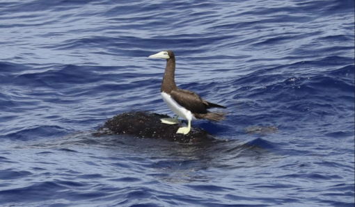 Brown booby on net trash