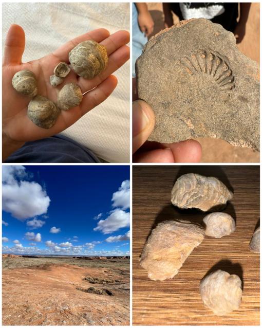 Images of ocean fossils