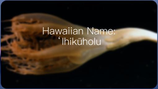 ʻIhikūholu: Hawaiian Name Granted to Majestic Sea Pen 