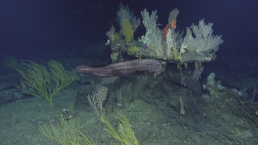 Lebuu's Voyage- Exploration of the Palau National Marine Sanctuary