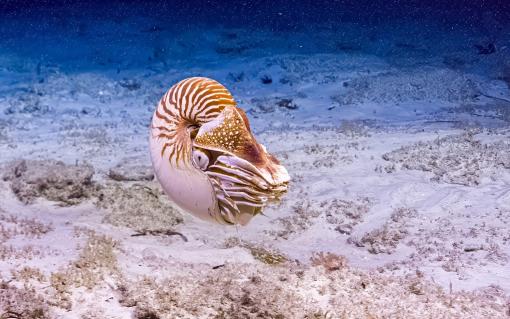 Palau nautilus