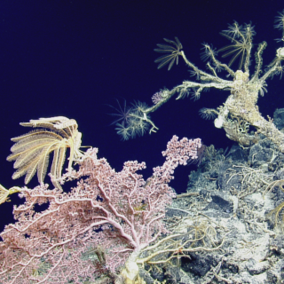 Exploring the Waters of American Samoa