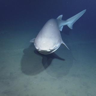 Six gill shark