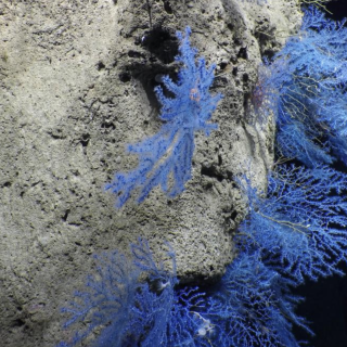 Ancient Seamounts of Jarvis Island